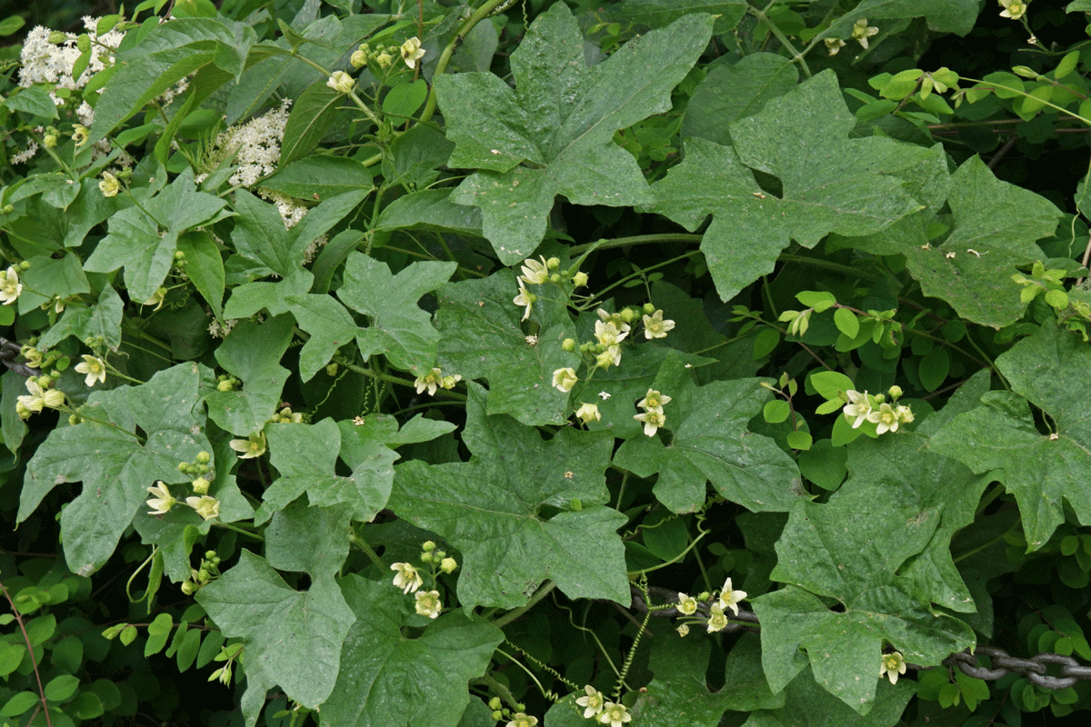 Bryonia dioica