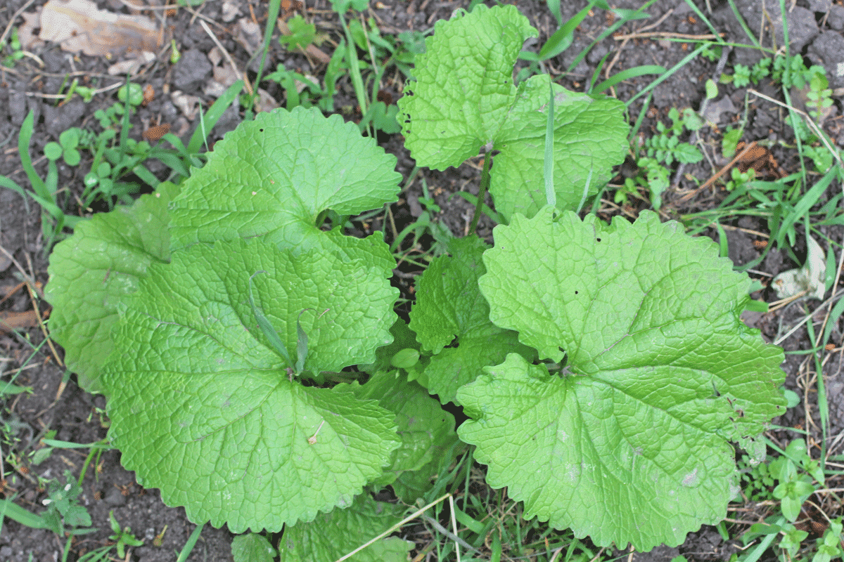 Alliaria petiolata