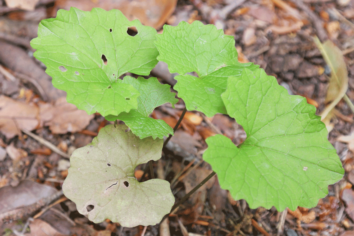 Alliaria petiolata