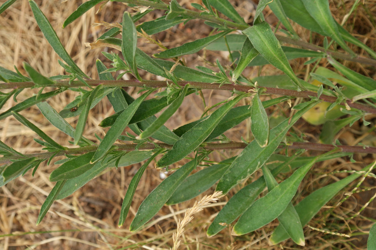 Berteroa incana