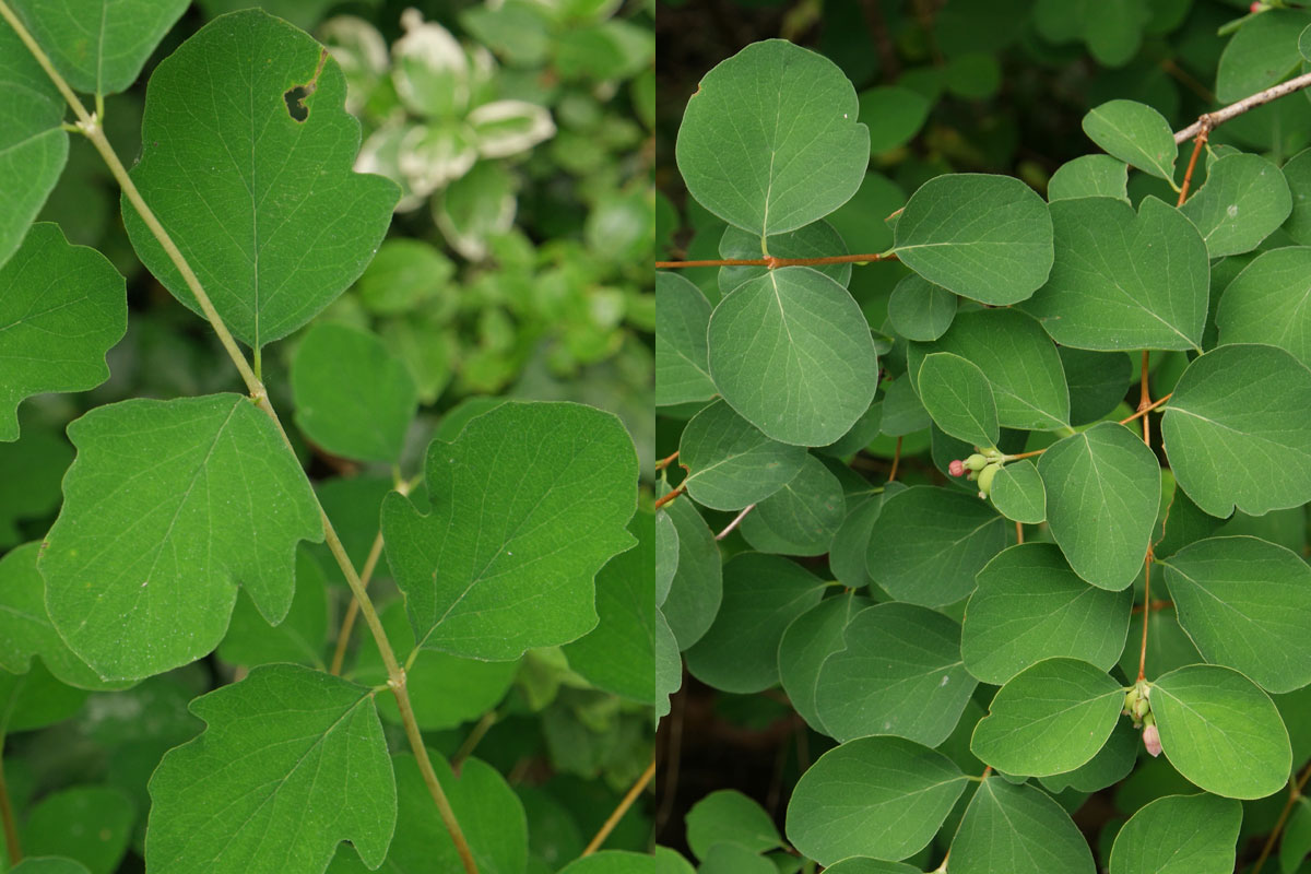 Symphoricarpos albus