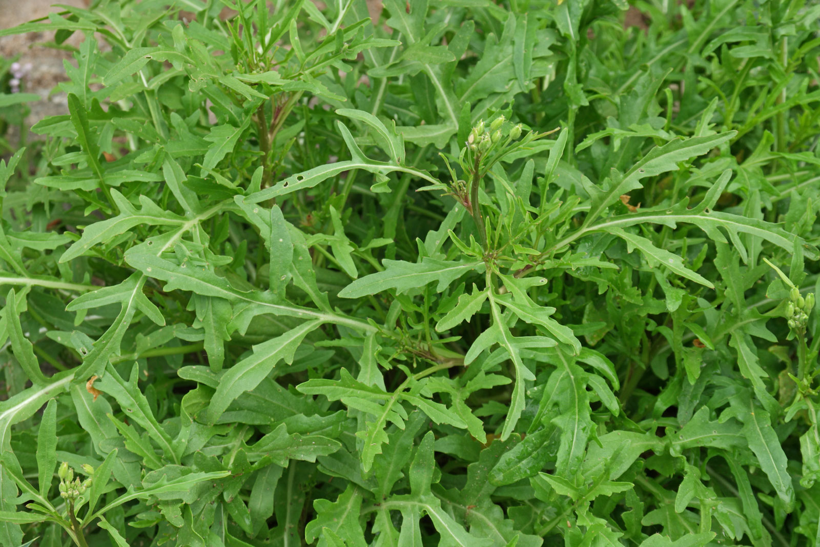 Diplotaxis tenuifolia