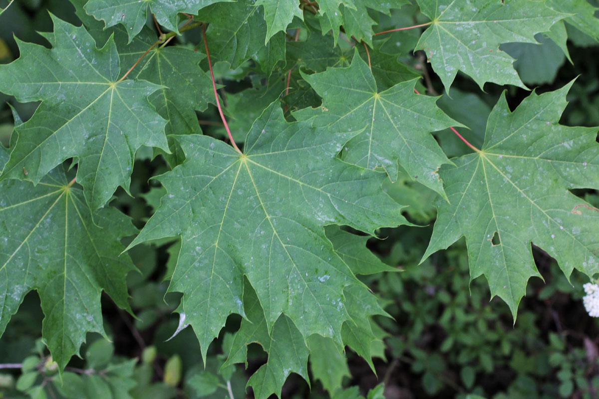 Acer platanoides1