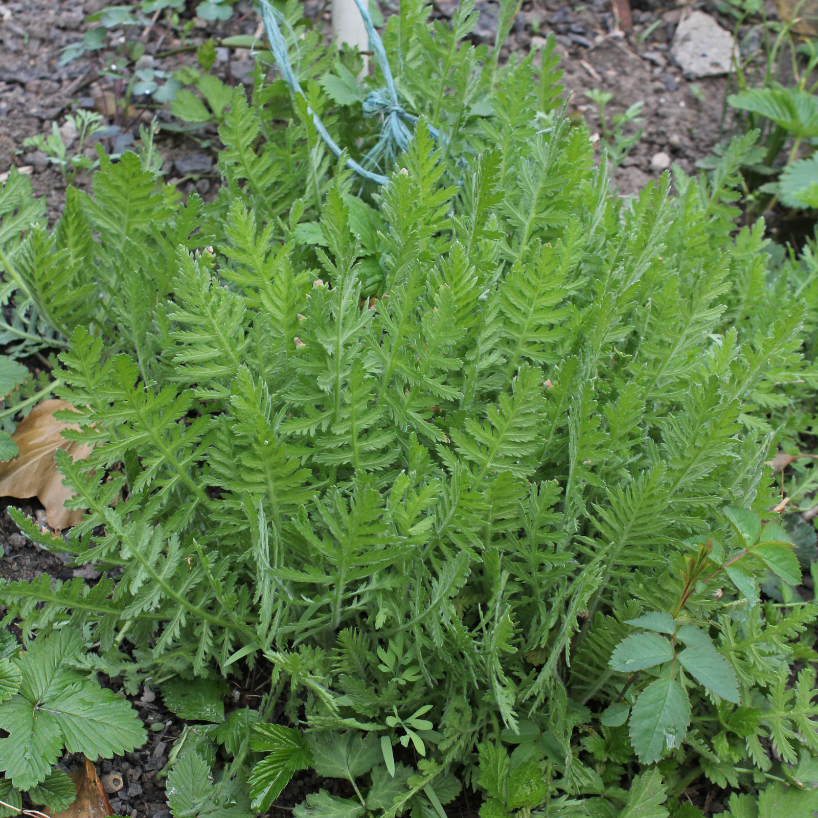 Achillea filipendulina