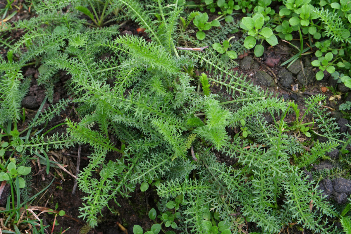 Achillea millefolium