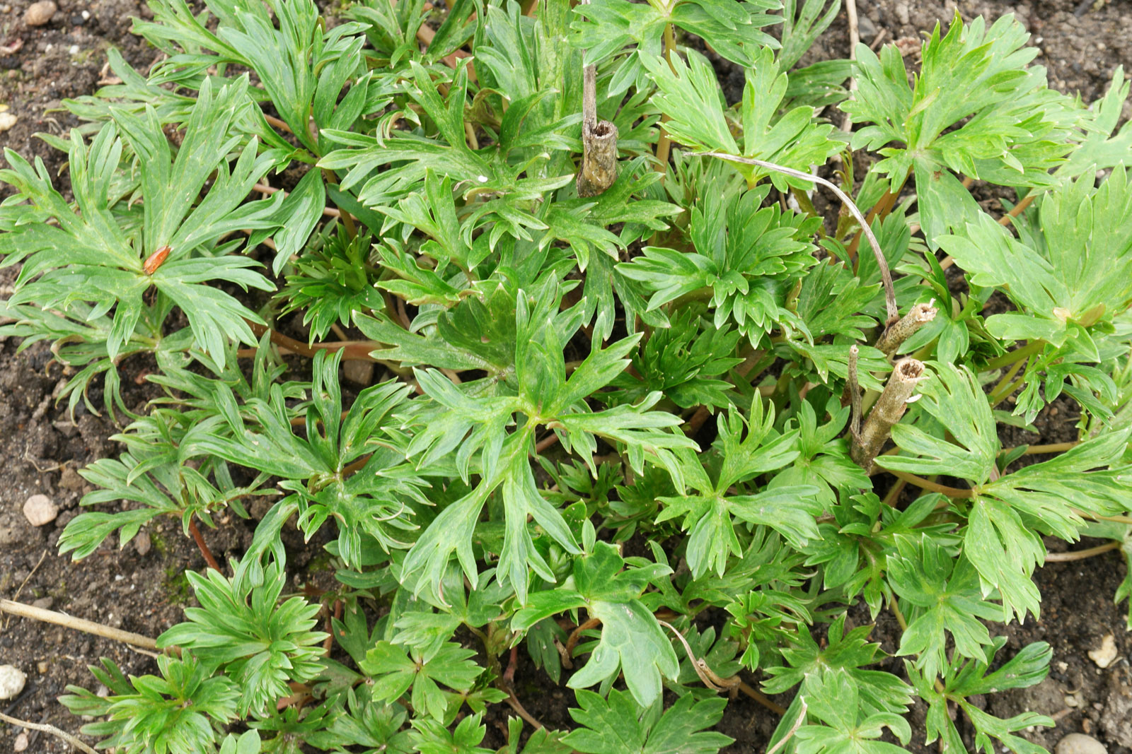 Aconitum carmichaelii