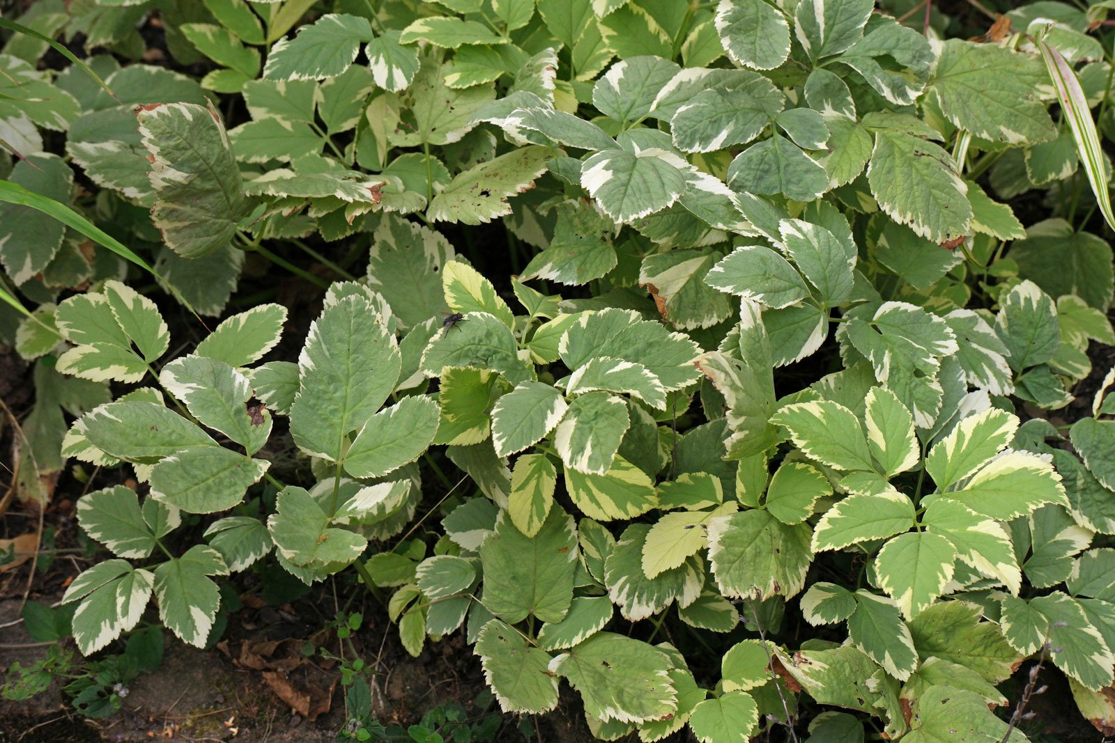 Aegopodium podagraria Variegata