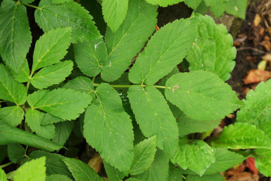 Aegopodium podagraria