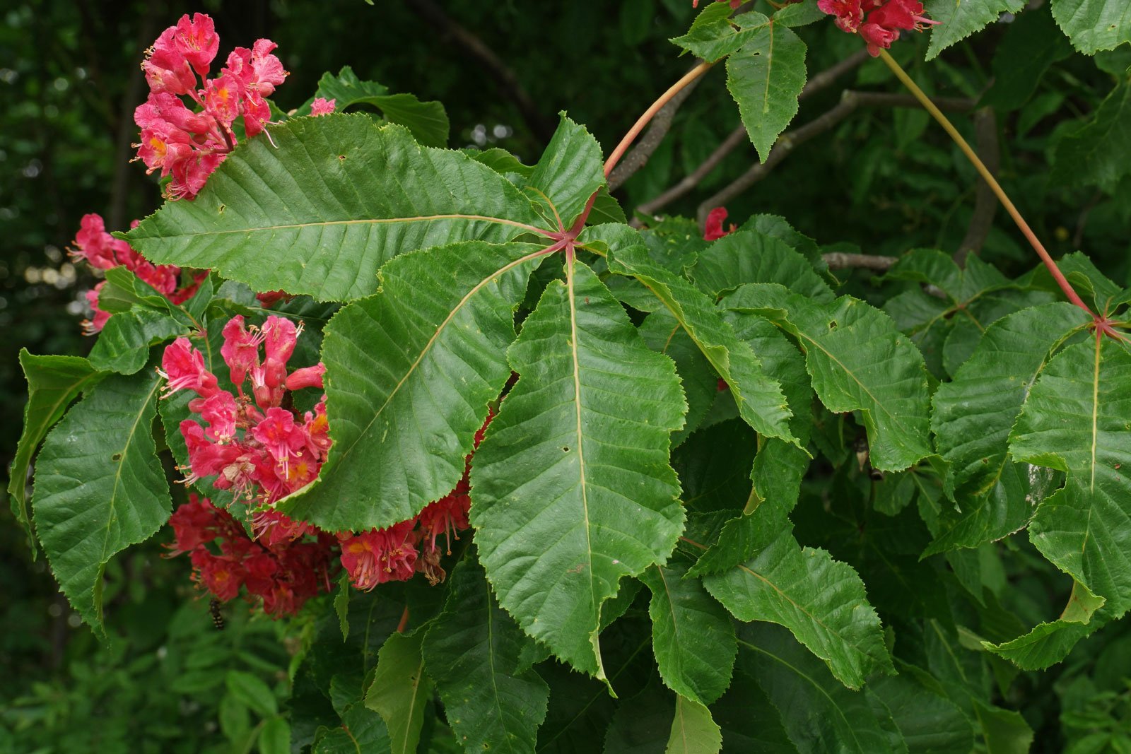 Aesculus carnea