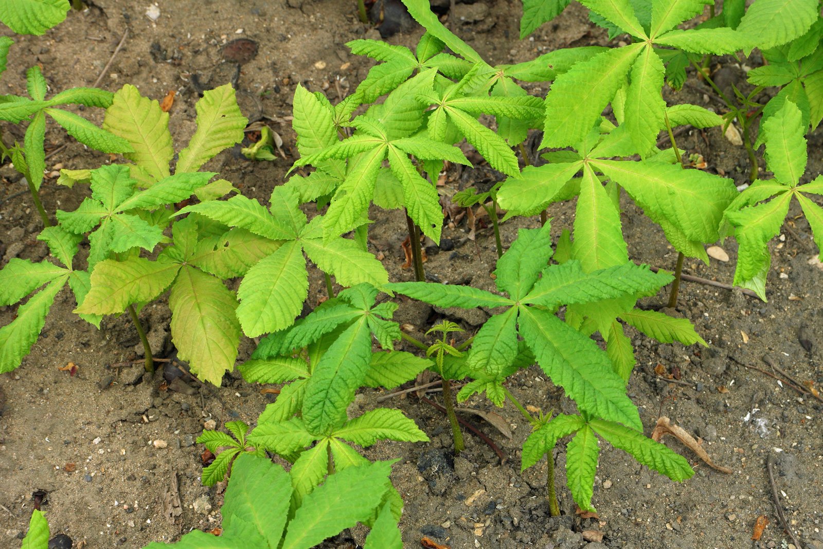 Aesculus hippocastanum