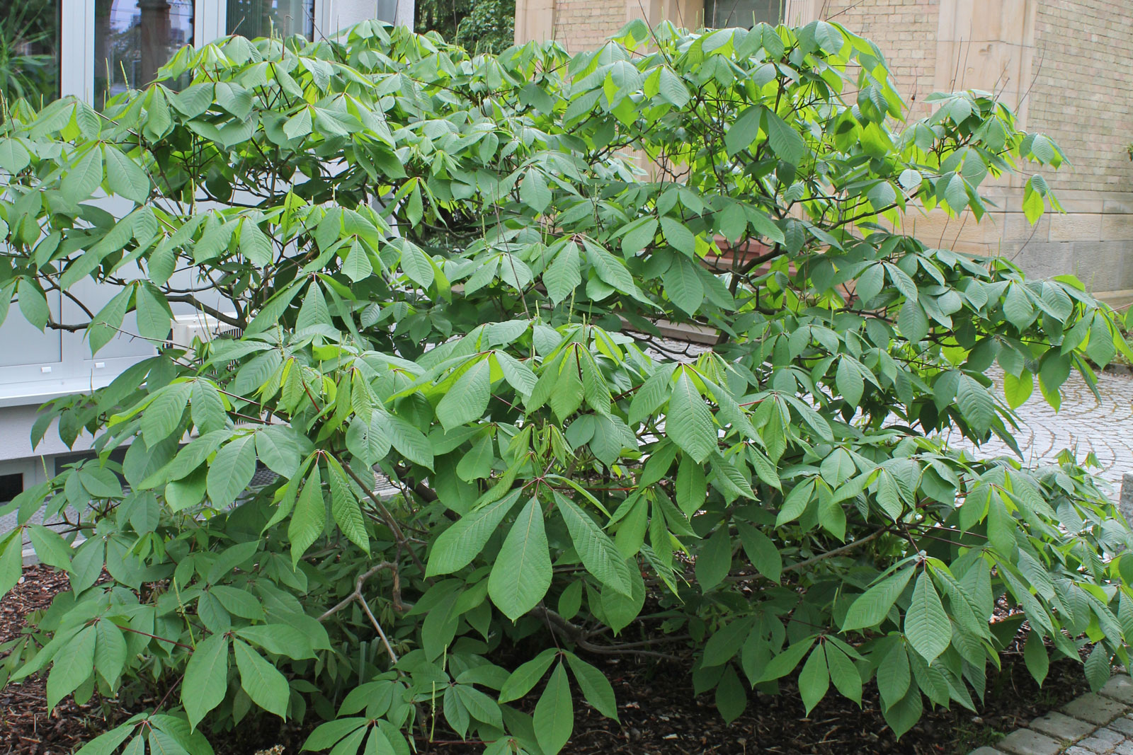 Aesculus parviflora