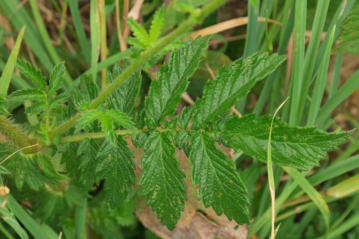 Agrimonia eupatoria