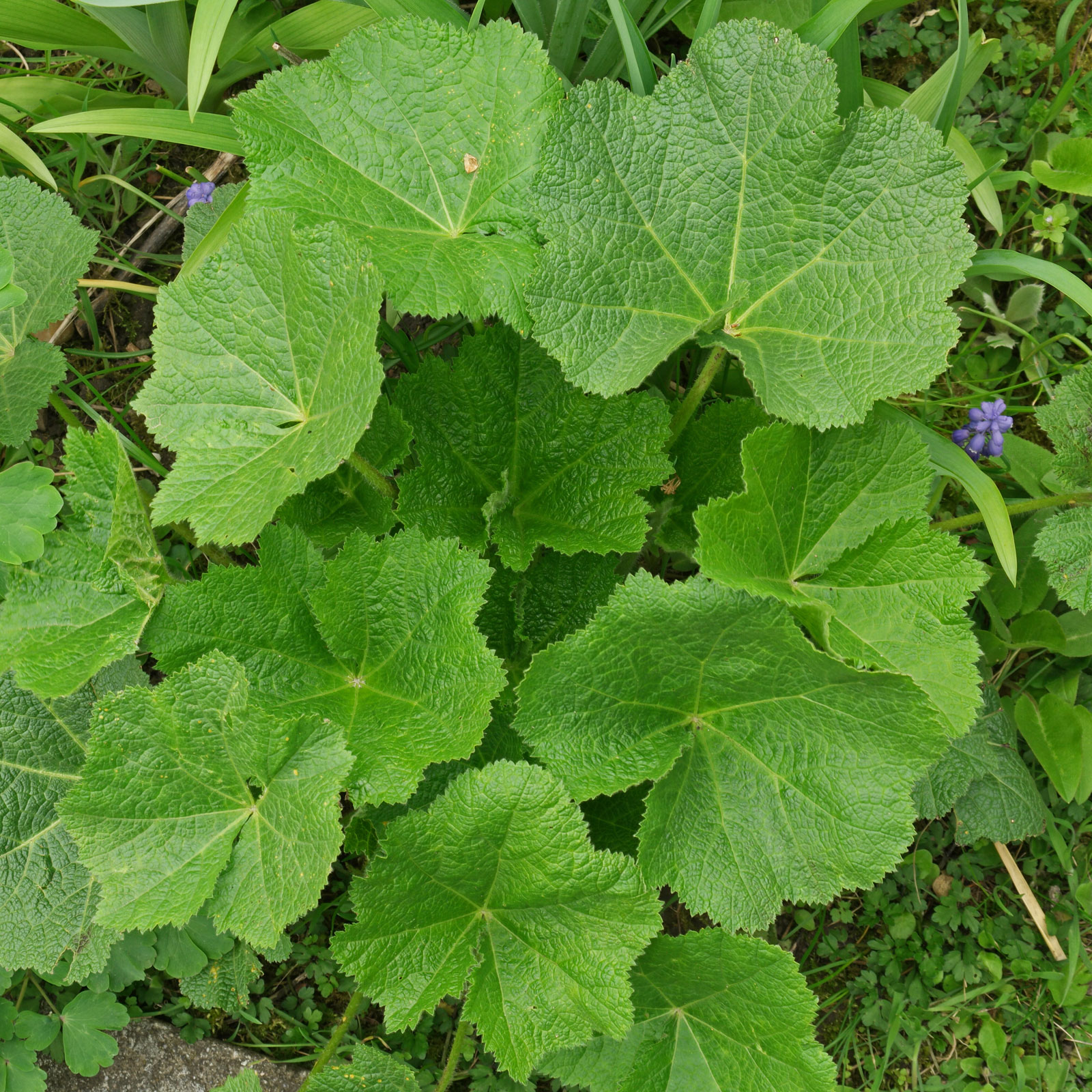Alcea rosea