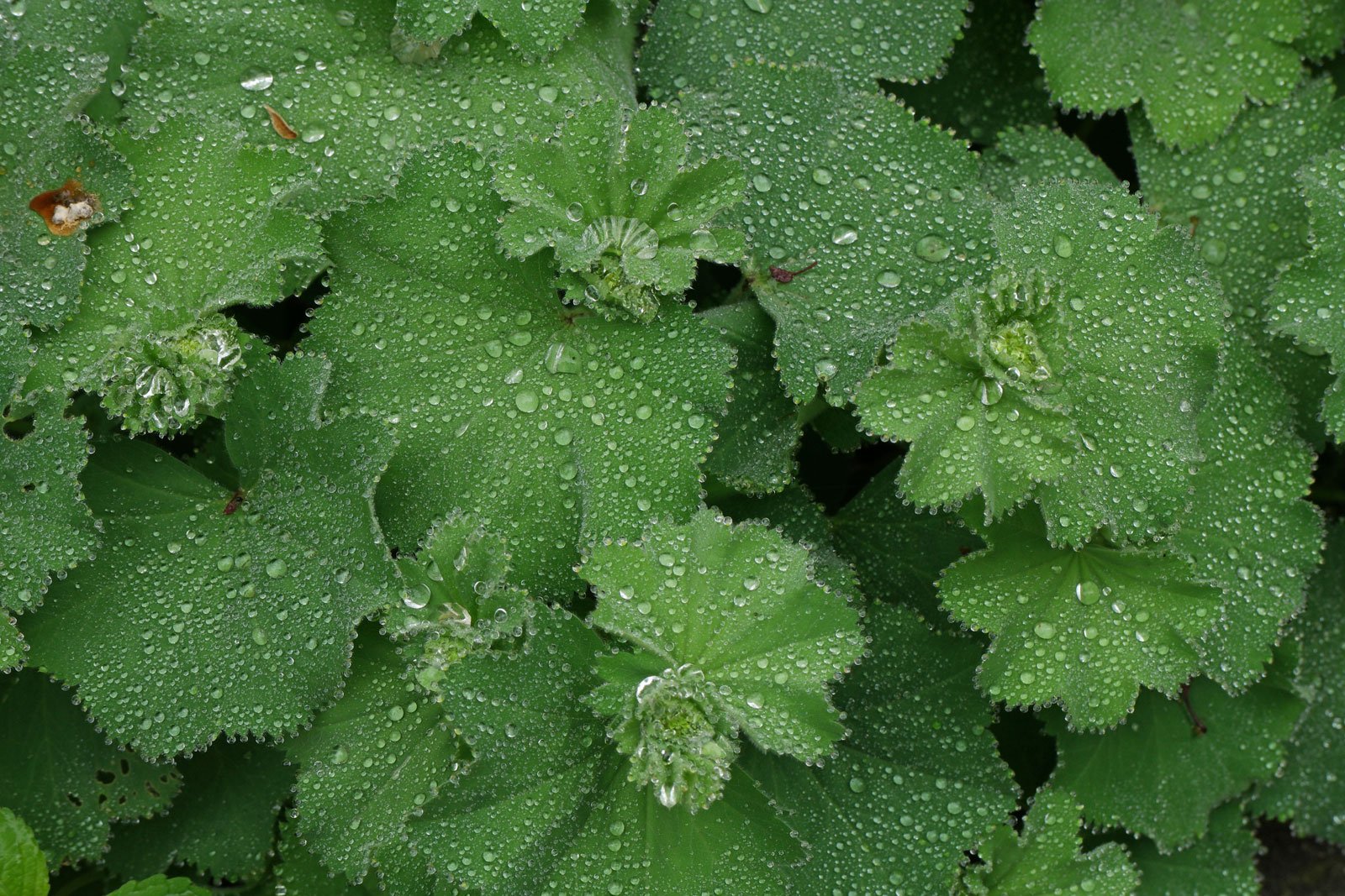 Alchemilla mollis
