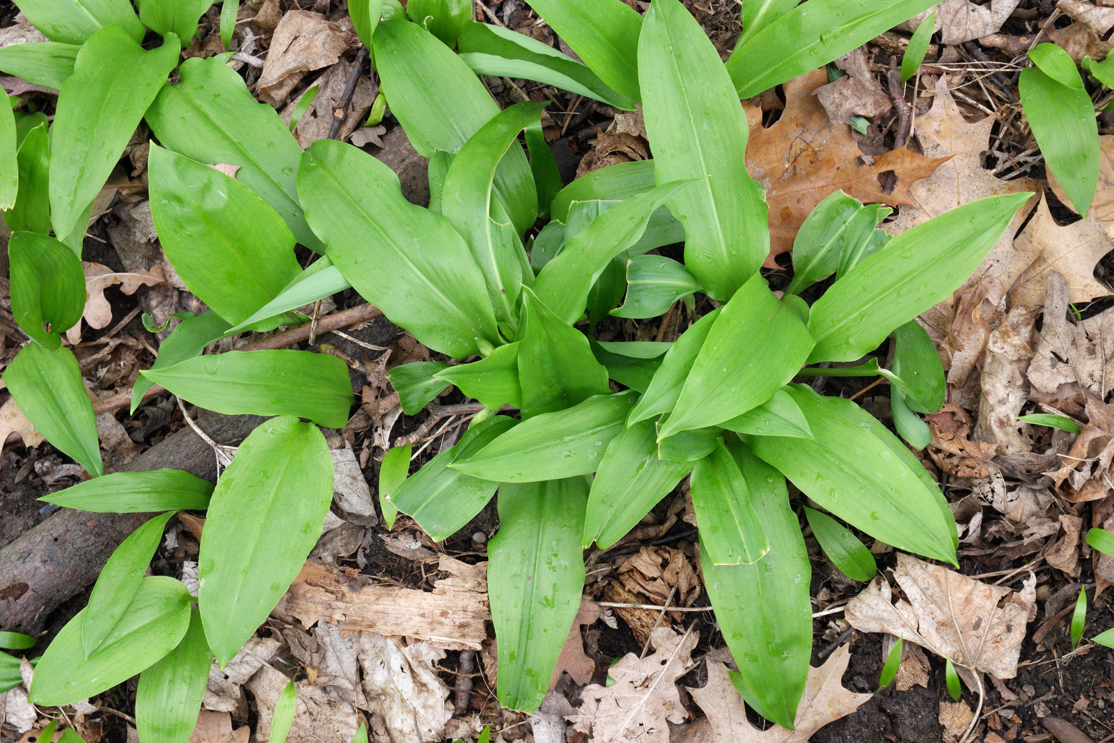 Allium ursinum