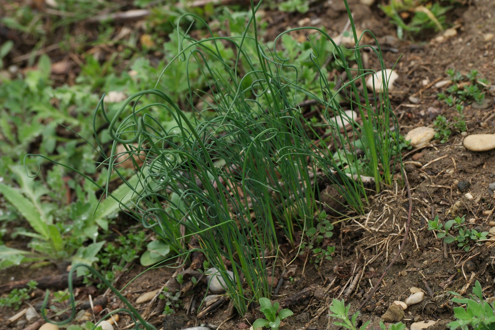 Allium vineale