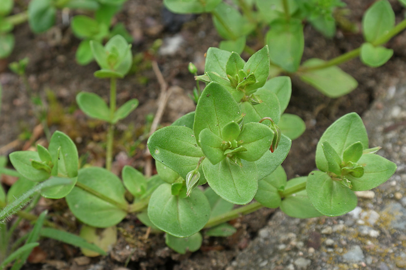Anagallis arvensis