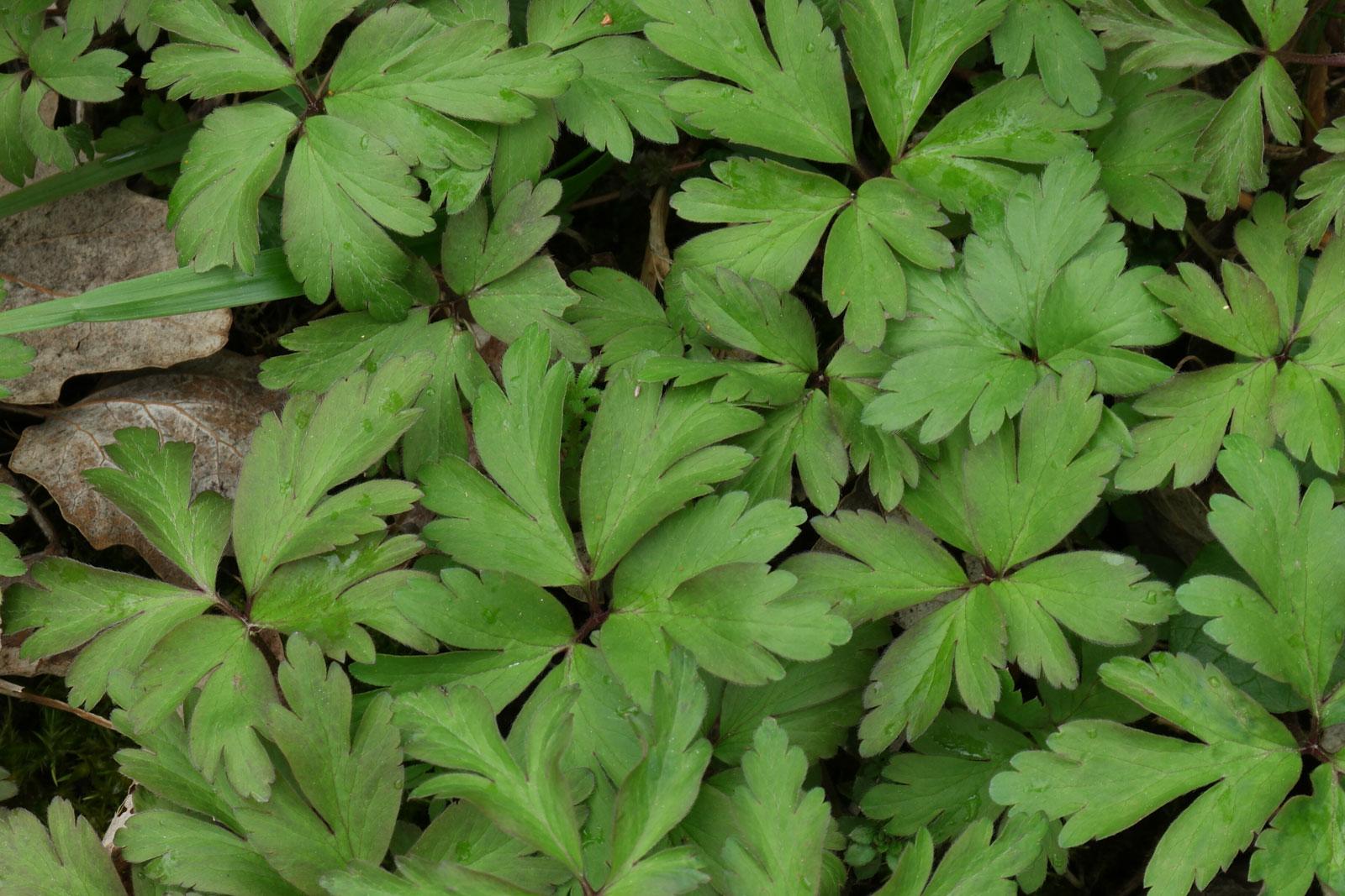Anemone nemorosa