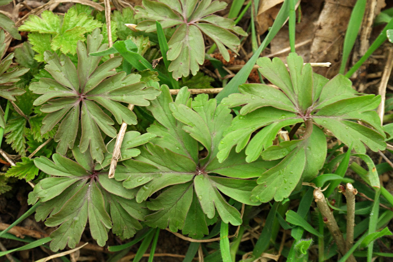 Anemone ranunculoides