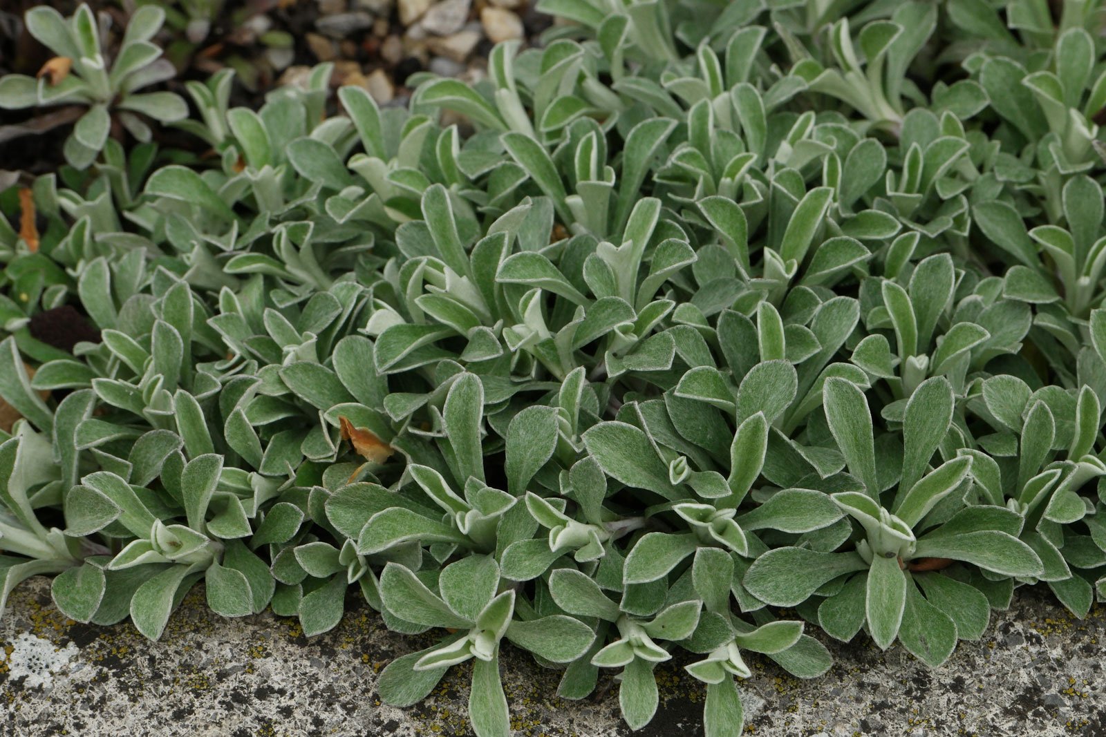 Antennaria dioica
