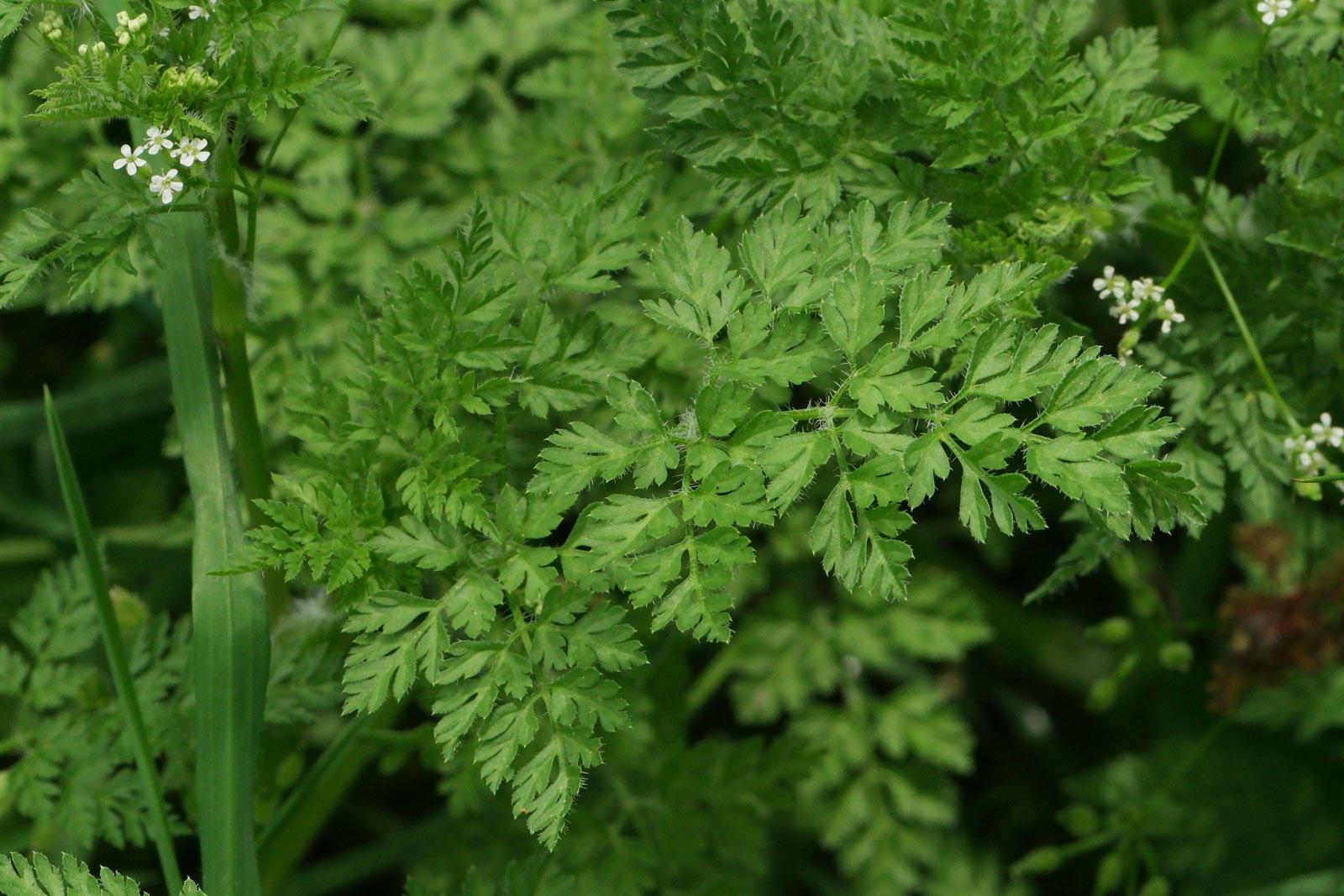Anthriscus caucalis