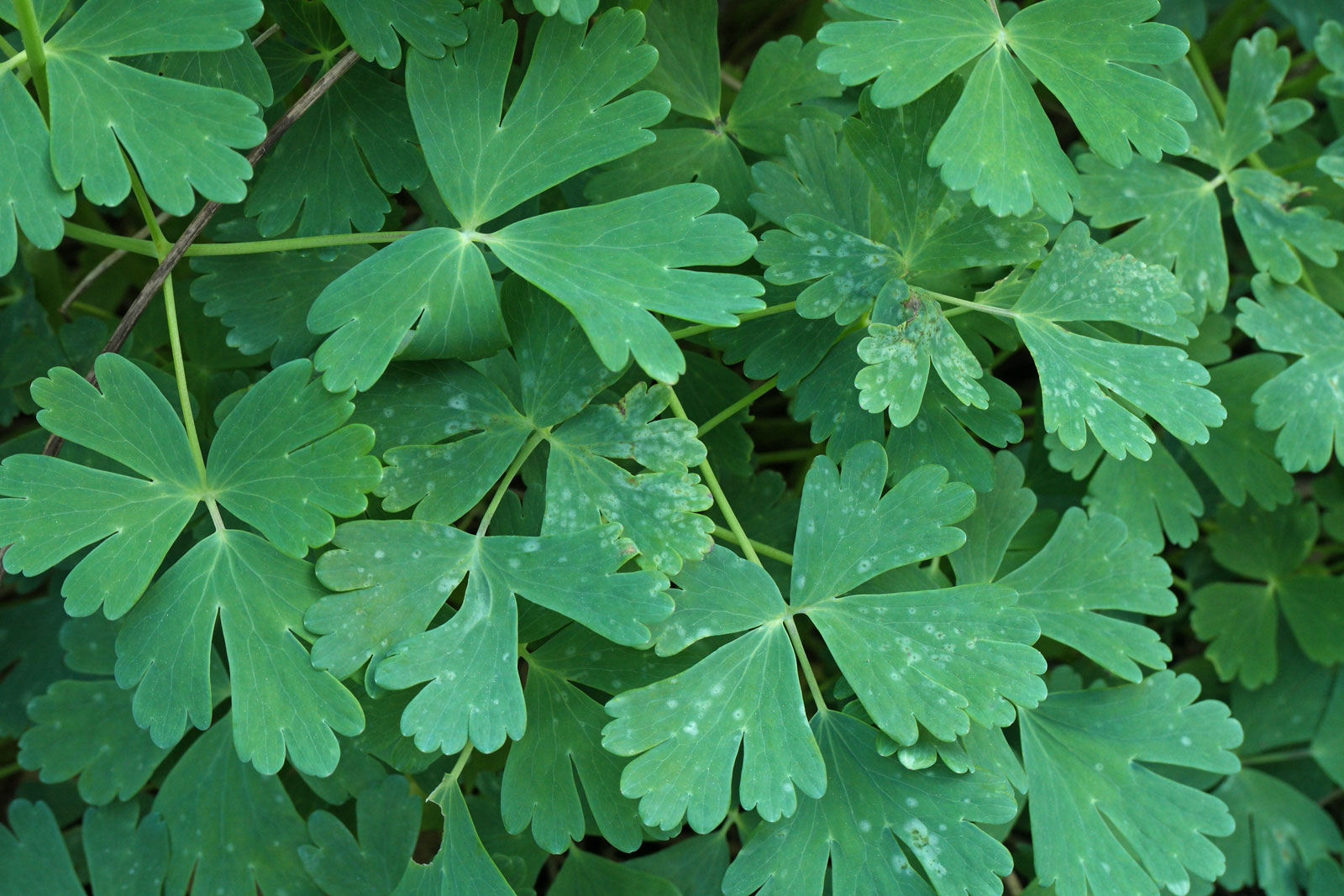 Aquilegia vulgaris Biedermeier