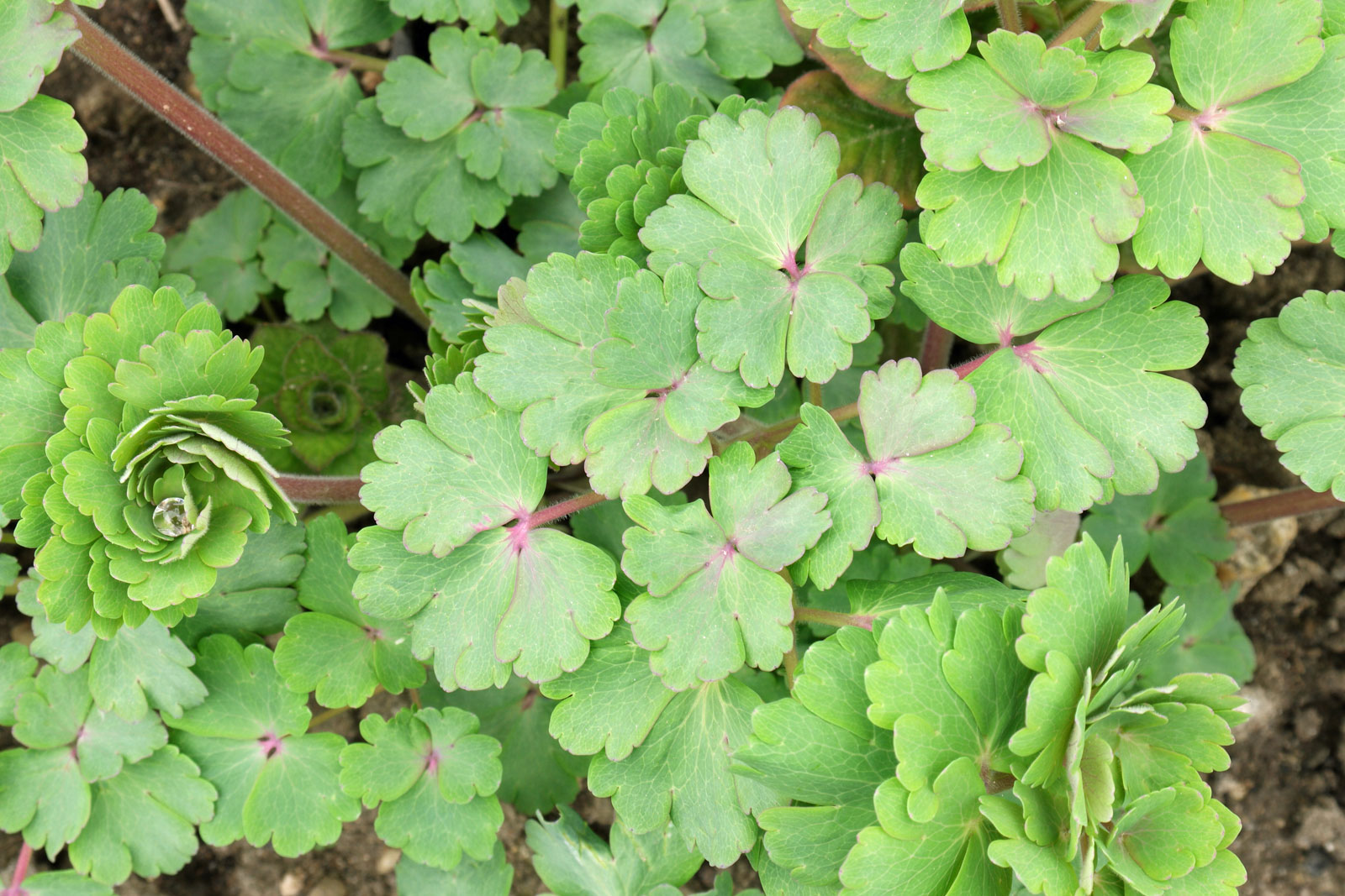 Aquilegia vulgaris