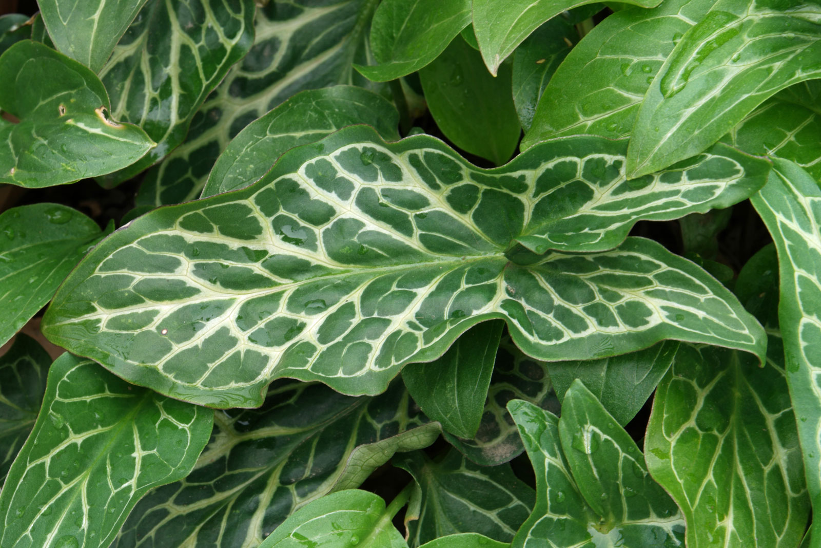 Arum italicum