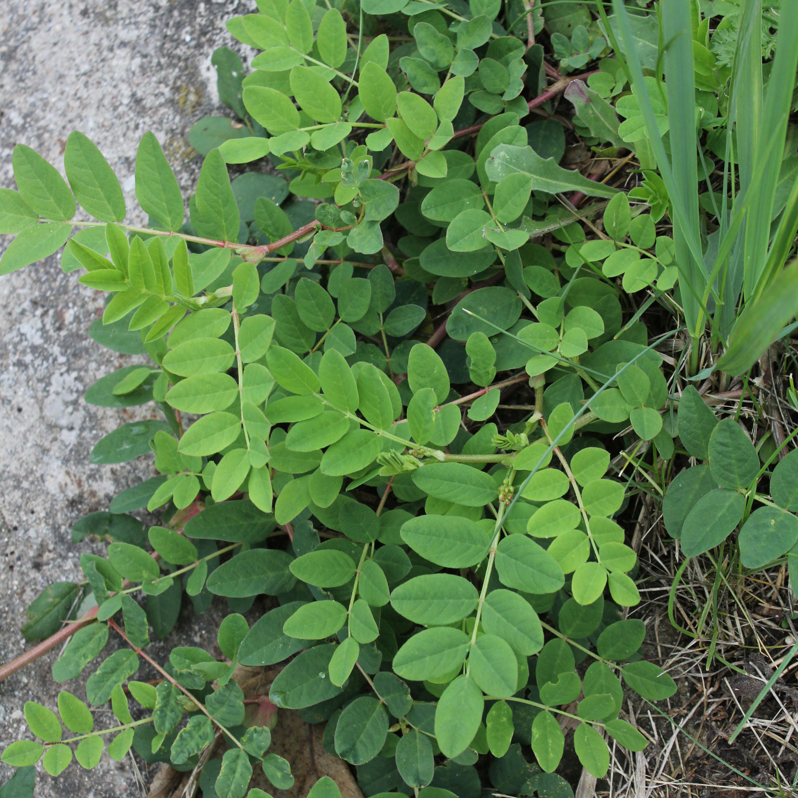 Astragalus glycyphyllos