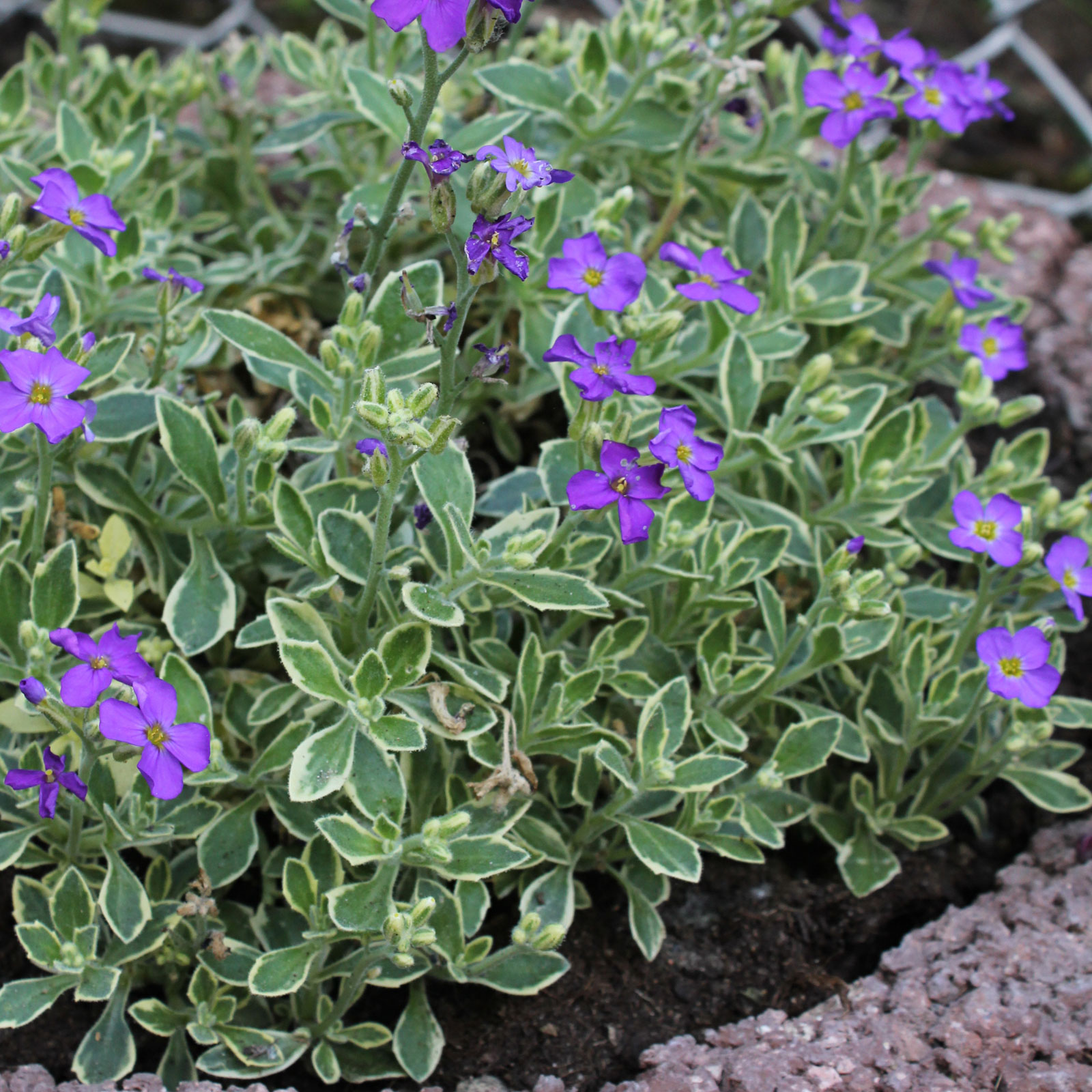 Aubrieta Silberrand