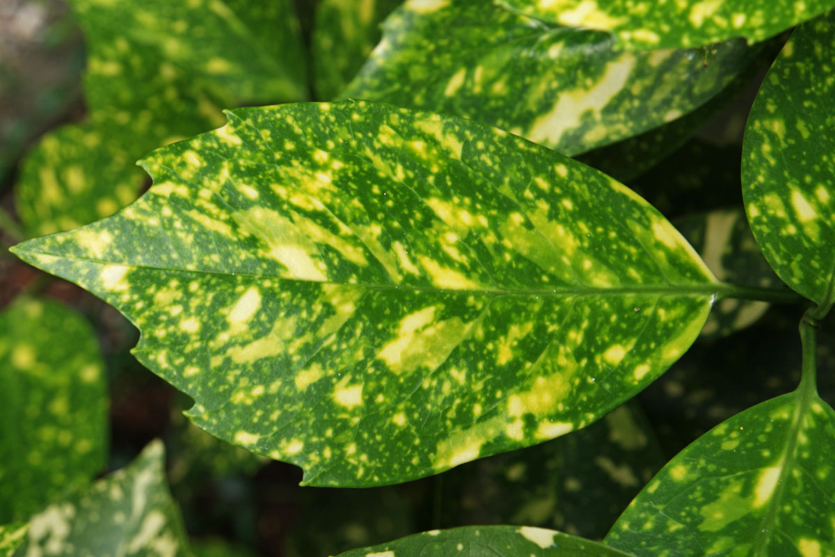 Aucuba japonica