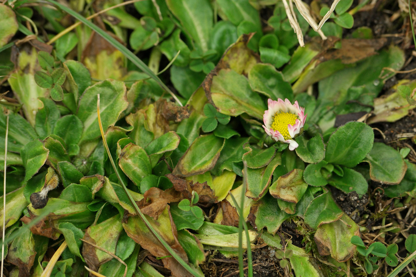Bellis perennis
