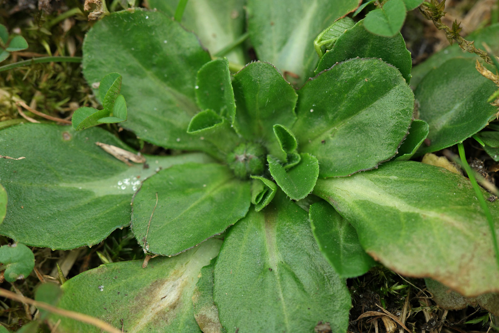 Bellis perennis