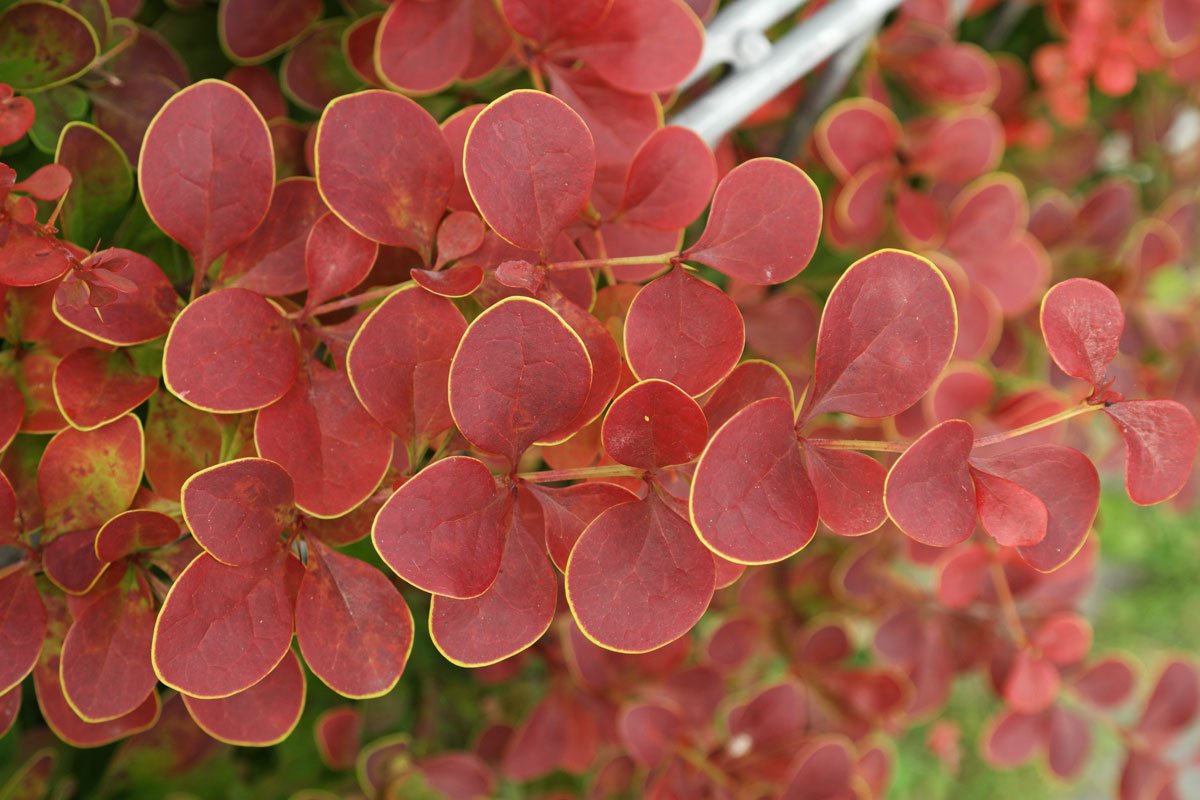 Berberis thunbergii atropurpurea Golden Ring