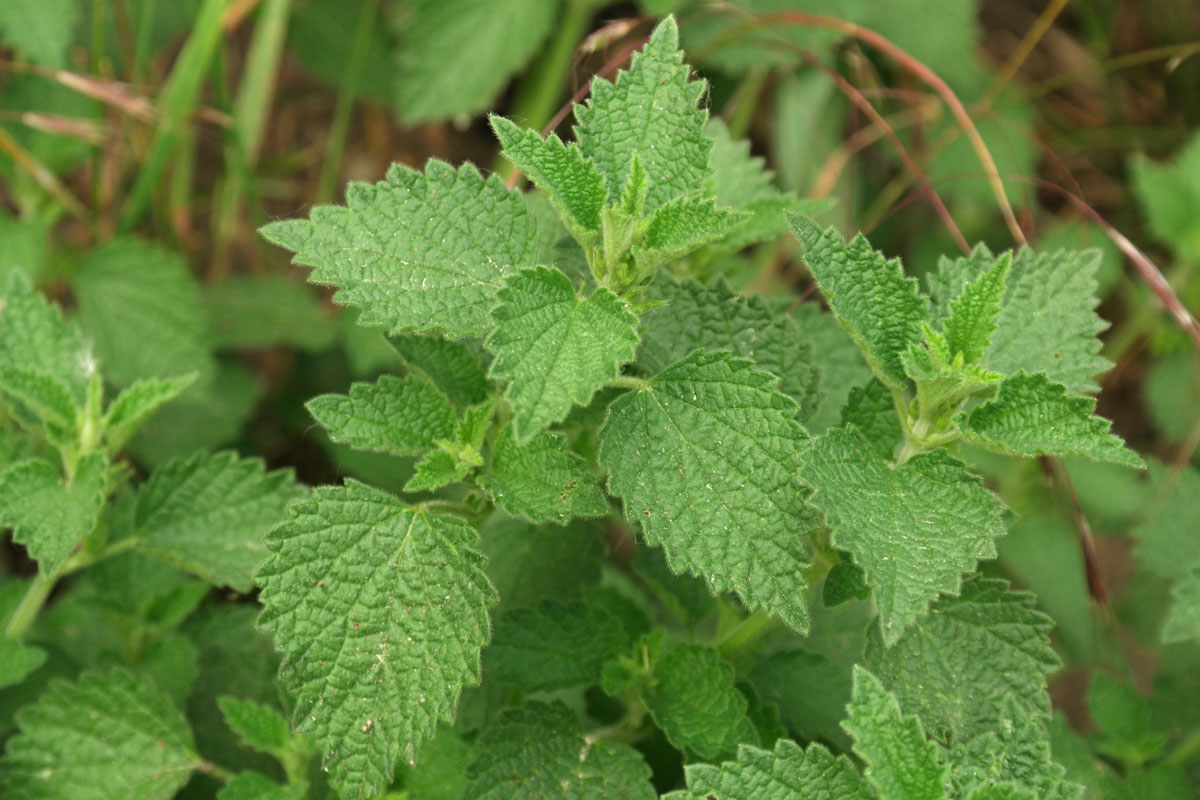 BlackHorehound