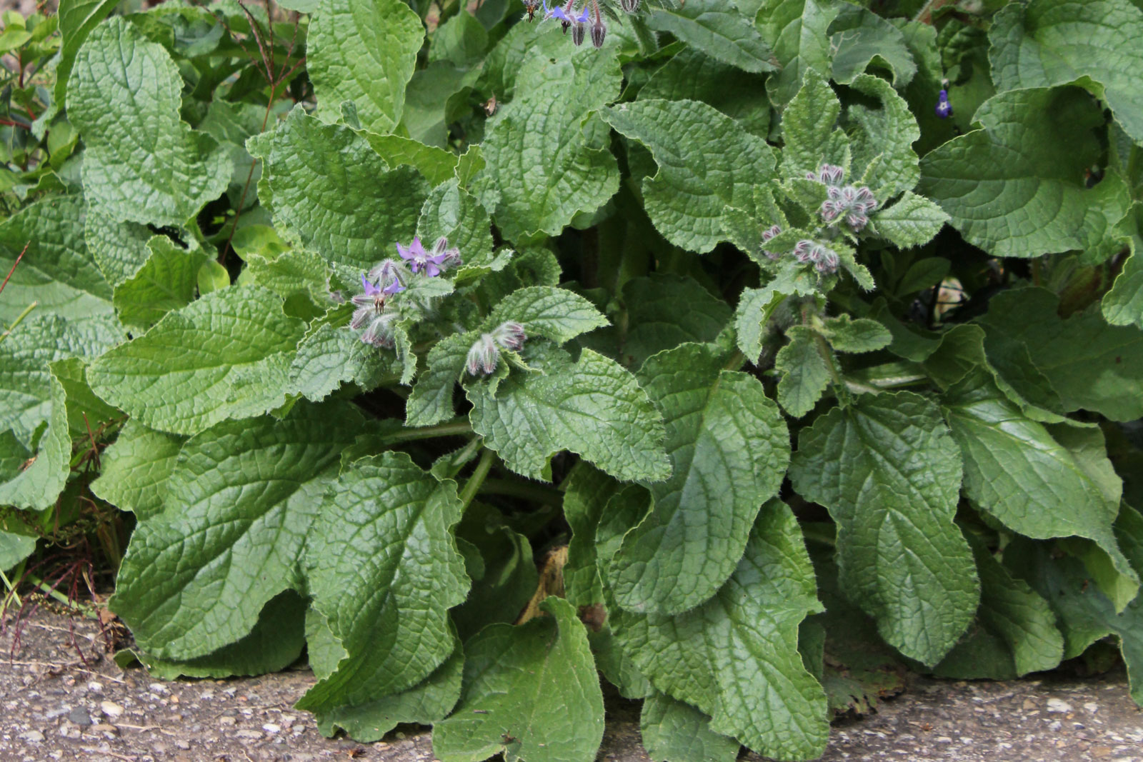 Borago officinalis