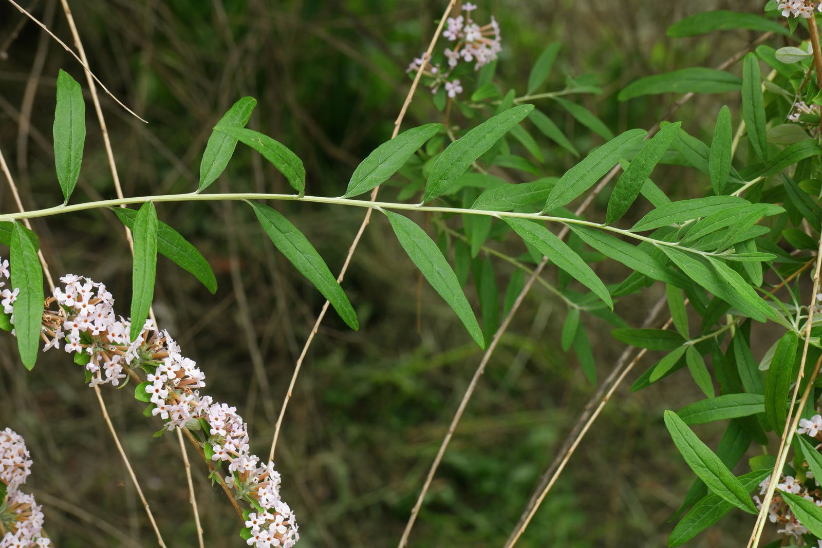 Buddleja alternifolia