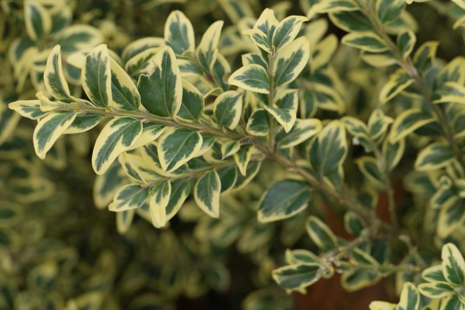 Buxus sempervirens Variegata