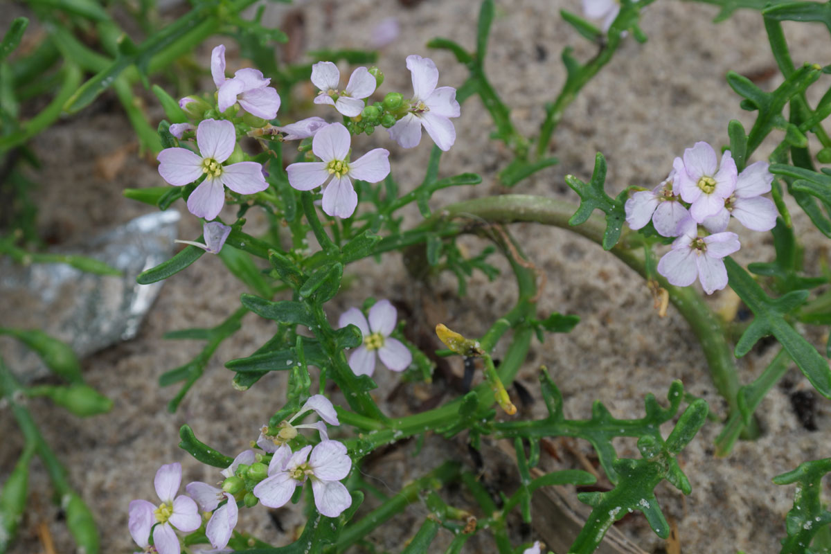 Cakile maritima