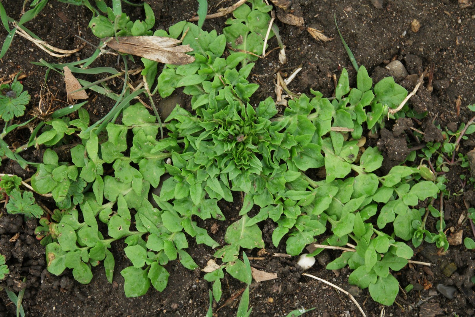 Calepina irregularis