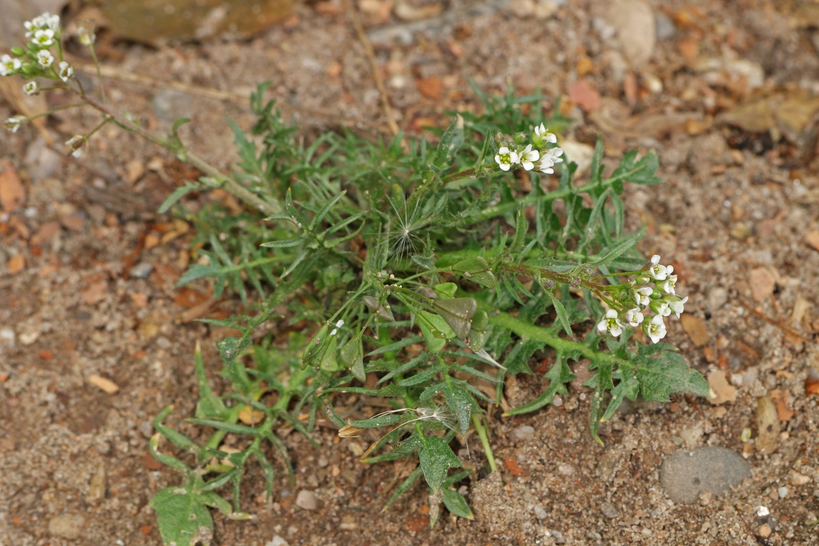 Capsella bursa pastoris