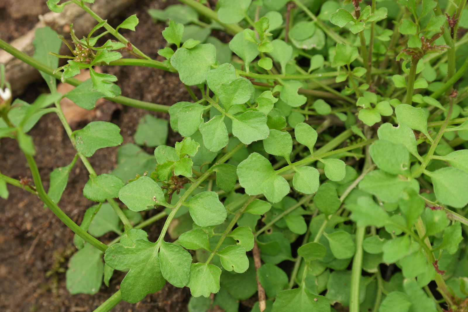 Cardamine flexuosa