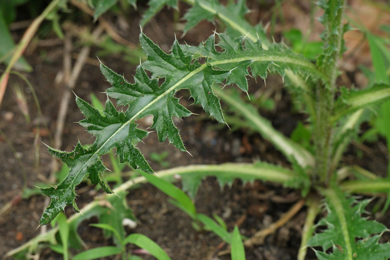Carduus nutans
