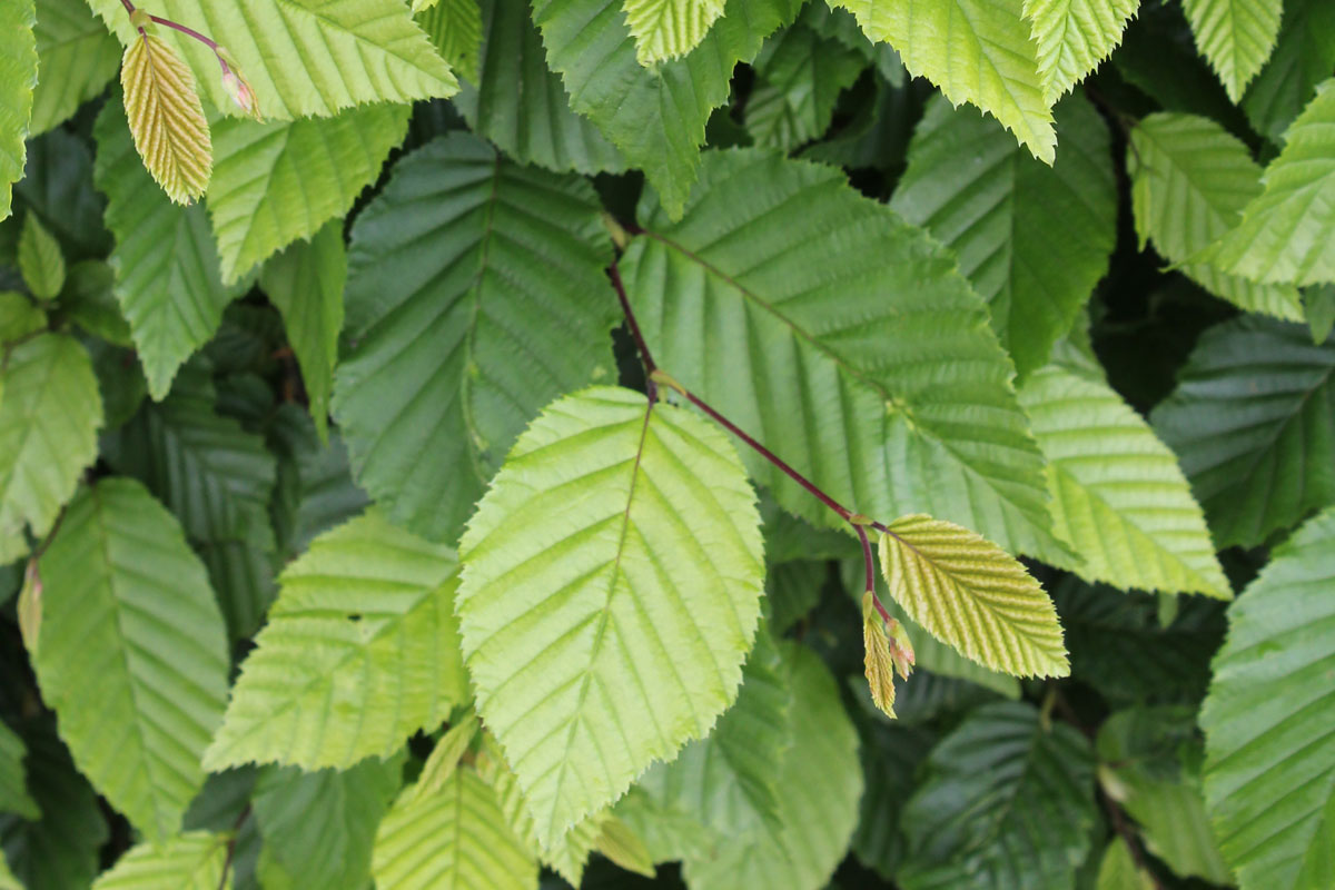 Carpinus betulus