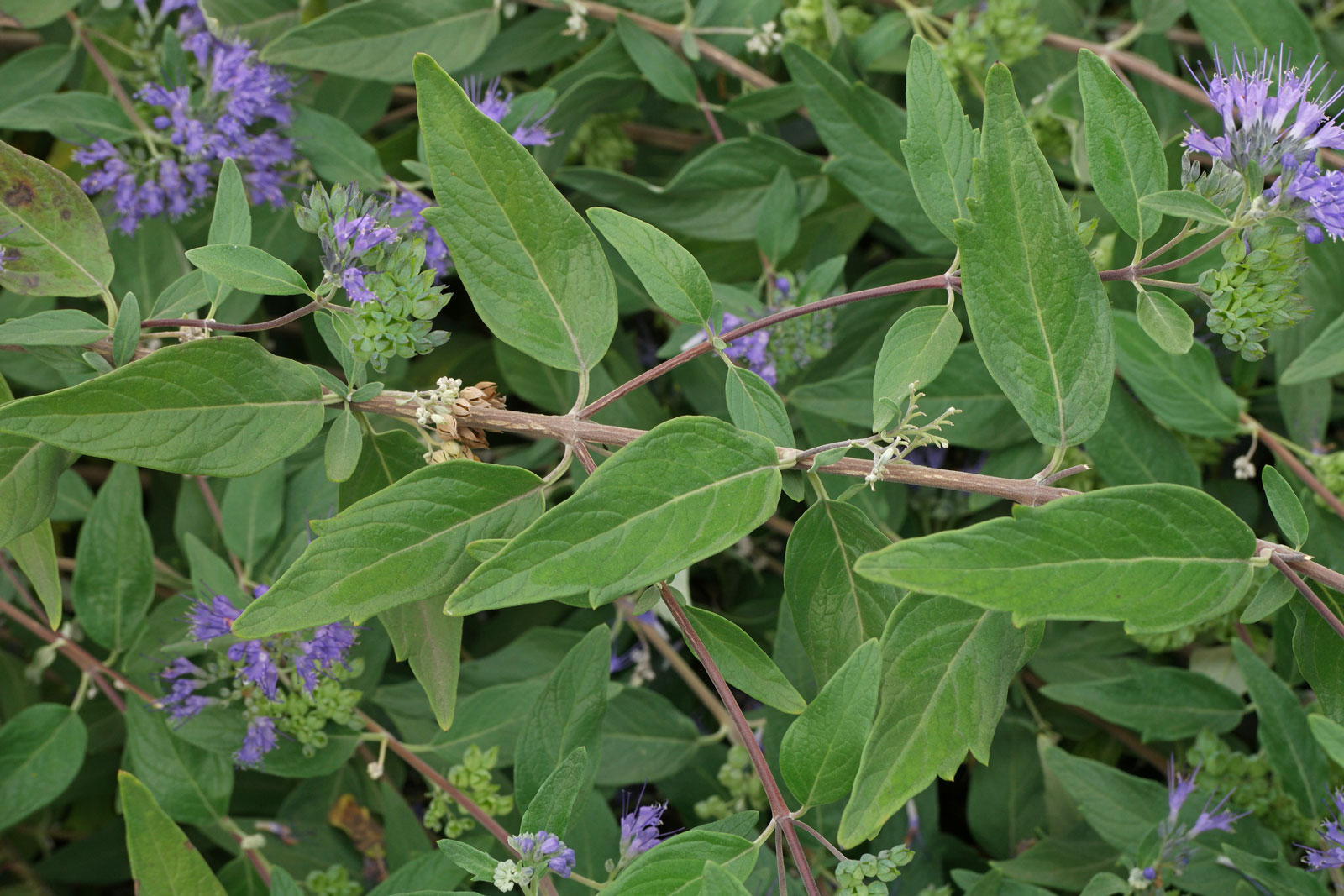 Caryopteris clandonensis
