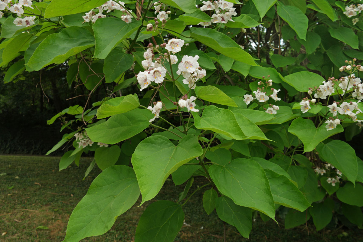 Catalpa bignonioides