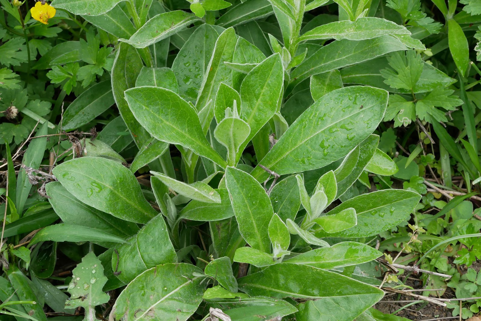 Centaurea montana