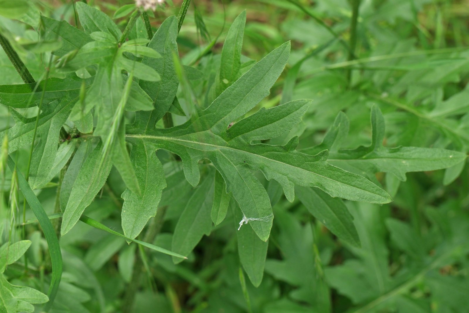 Centaurea scabiosa