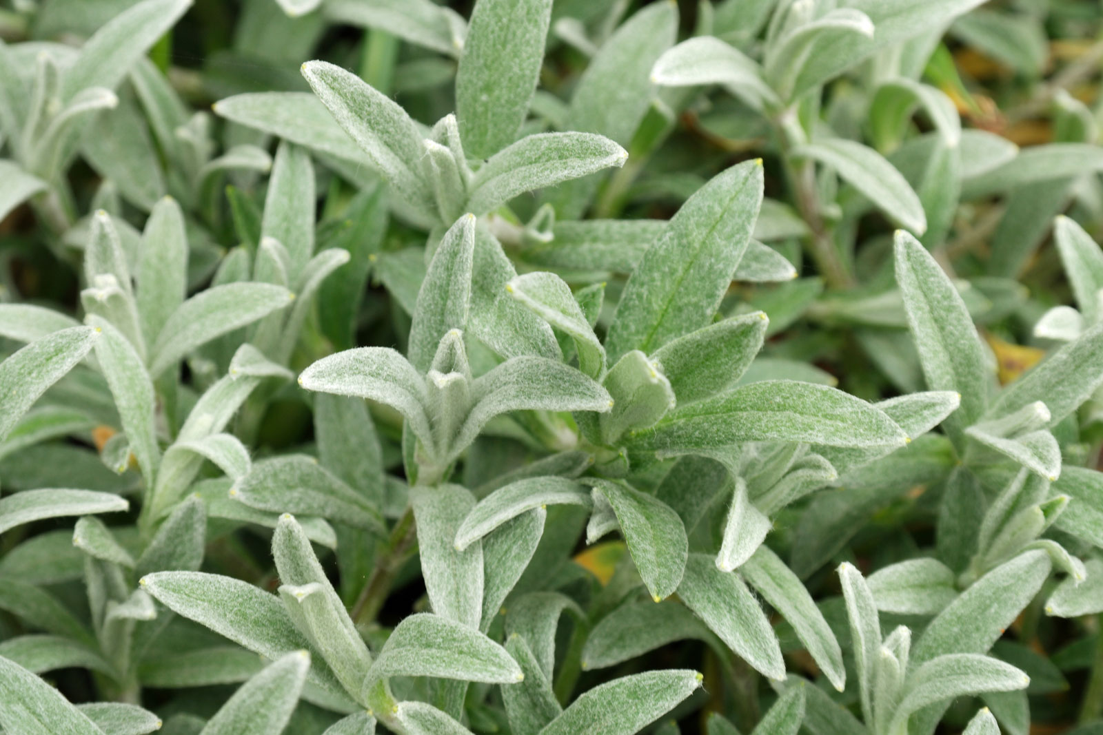 Cerastium tomentosum