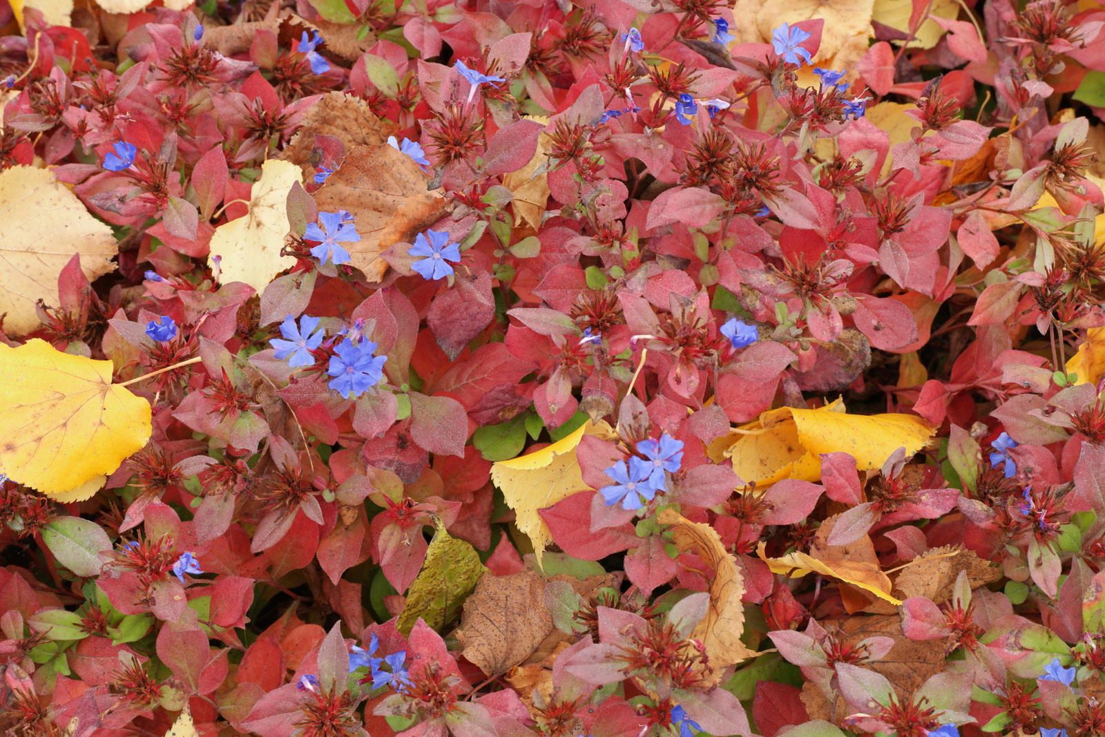 Ceratostigma plumbaginoides